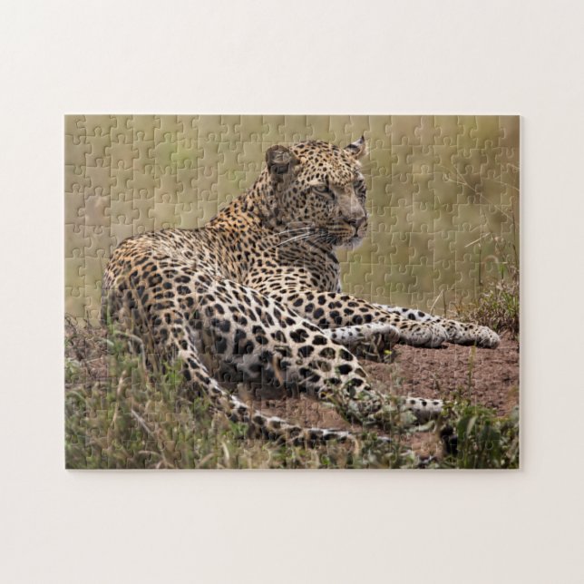 Afrika, Tansania, Serengeti. Leopard (Horizontal)