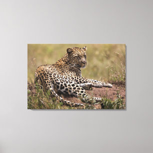 Afrika, Tansania, Serengeti. Leopard Leinwanddruck