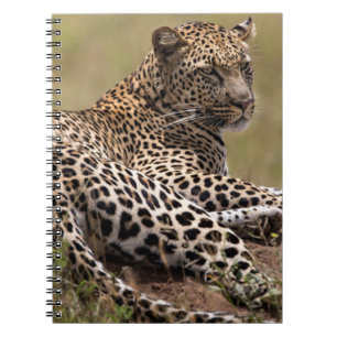 Afrika, Tansania, Serengeti. Leopard Notizblock