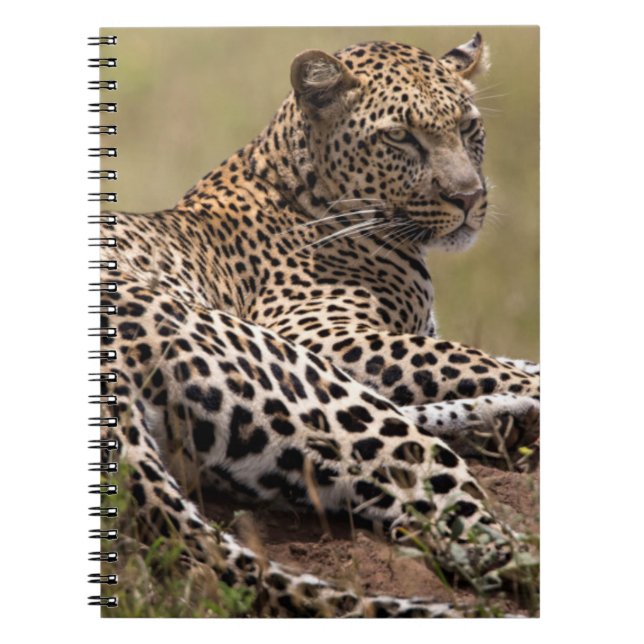 Afrika, Tansania, Serengeti. Leopard Notizblock (Vorderseite)