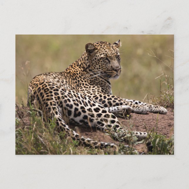 Afrika, Tansania, Serengeti. Leopard Postkarte (Vorderseite)