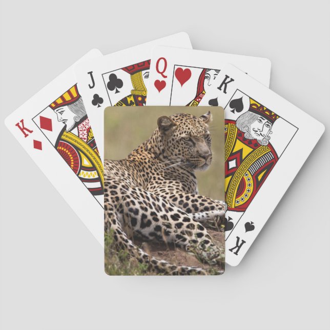 Afrika, Tansania, Serengeti. Leopard Spielkarten (Rückseite)