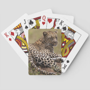 Afrika, Tansania, Serengeti. Leopard Spielkarten