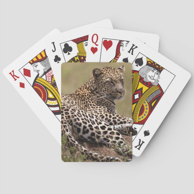 Afrika, Tansania, Serengeti. Leopard Spielkarten (Rückseite)