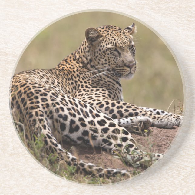 Afrika, Tansania, Serengeti. Leopard Untersetzer (Vorne)