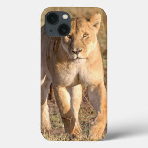 Afrika, Tansania, Serengeti. Löwe und Löwin title_seo2