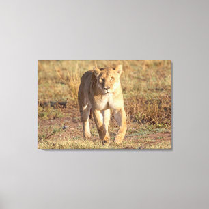 Afrika, Tansania, Serengeti. Löwe und Löwin Leinwanddruck