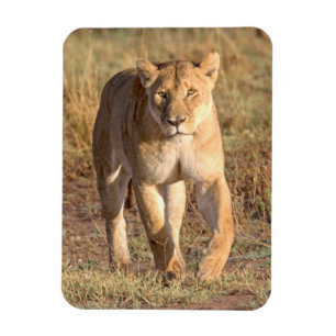 Afrika, Tansania, Serengeti. Löwe und Löwin Magnet