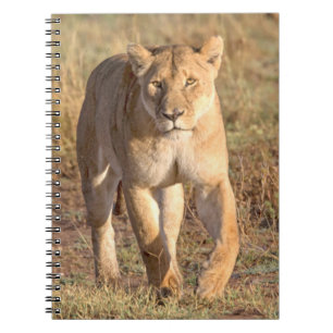 Afrika, Tansania, Serengeti. Löwe und Löwin Notizblock