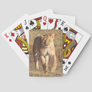 Afrika, Tansania, Serengeti. Löwe und Löwin Spielkarten