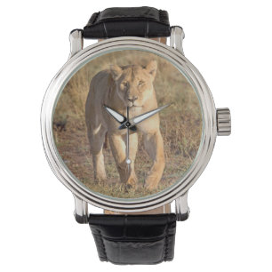 Afrika, Tansania, Serengeti. Löwen und Löwen Armbanduhr