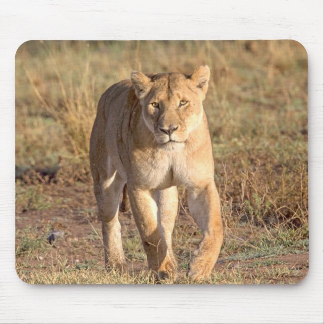 Afrika, Tansania, Serengeti. Löwen und Löwen Mousepad (Vorne)