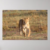 Afrika, Tansania, Serengeti. Löwen und Löwen