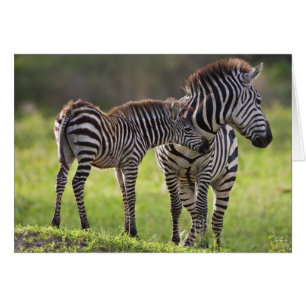 Afrika. Tansania. Steppenzebra-Mutter und -Baby