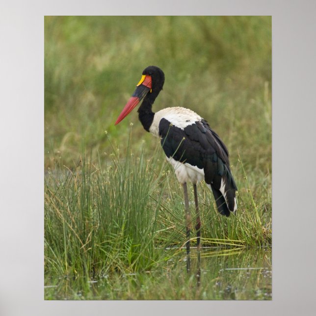 Afrika. Tansania Sturk von Male Saddle auf Poster (Vorne)