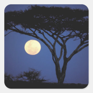 Afrika, Tansania, Tarangire. Akazienbaum in Quadratischer Aufkleber