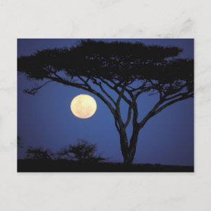 Afrika, Tansania, Tarangire. Akazienbaum Postkarte