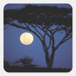 Afrika, Tansania, Tarangire. Akazienbaum Quadratischer Aufkleber