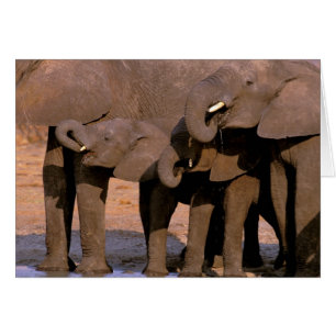 Afrika, Tansania, Tarangire-Nationalpark.