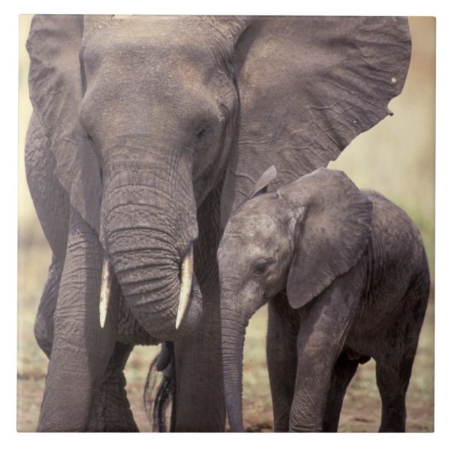 Afrika, Tansania, Tarangire-Nationalpark. 2 Fliese (Vorderseite)