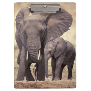 Afrika, Tansania, Tarangire-Nationalpark. 2 Klemmbrett
