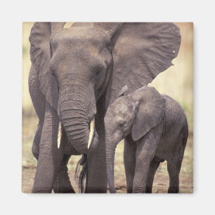 Afrika, Tansania, Tarangire-Nationalpark. 2 Magnet