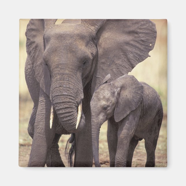 Afrika, Tansania, Tarangire-Nationalpark. 2 Magnet (Vorne)