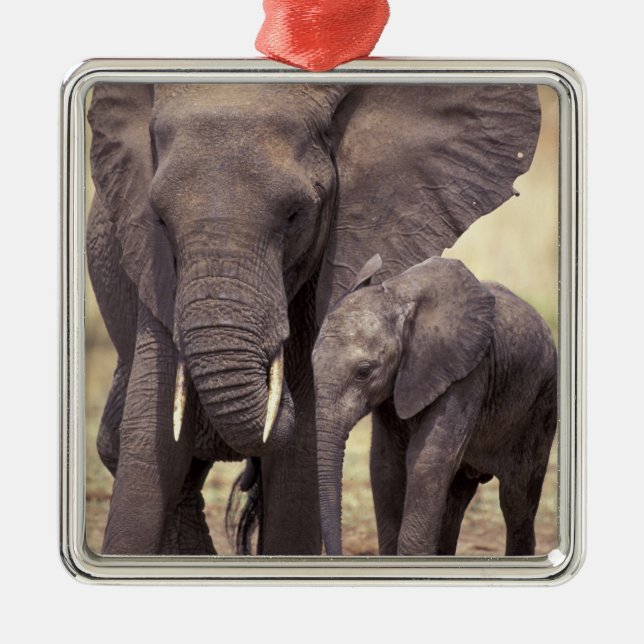 Afrika, Tansania, Tarangire-Nationalpark. 2 Silbernes Ornament (Vorne)