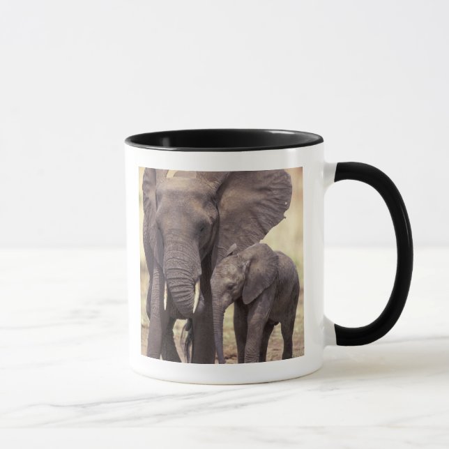 Afrika, Tansania, Tarangire-Nationalpark. 2 Tasse (Rechts)