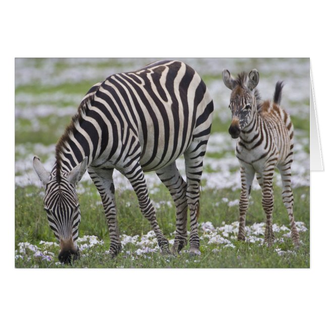 Afrika. Tansania Zebra Mutter und Colt (Vorderseite (Horizontal))