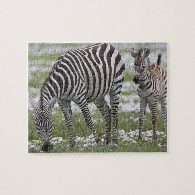 Afrika. Tansania Zebra Mutter und Colt (Horizontal)
