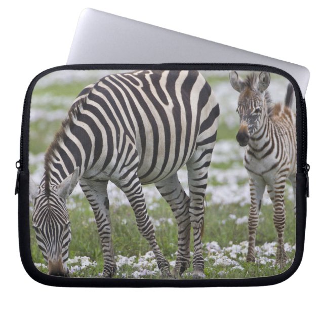 Afrika. Tansania Zebra Mutter und Colt Laptopschutzhülle (Vorderseite)
