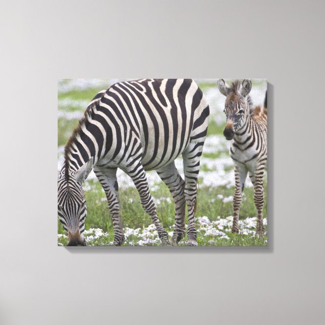 Afrika. Tansania Zebra Mutter und Colt Leinwanddruck (Vorderseite)