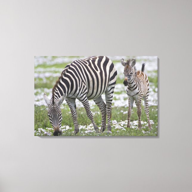 Afrika. Tansania Zebra Mutter und Colt Leinwanddruck (Vorderseite)