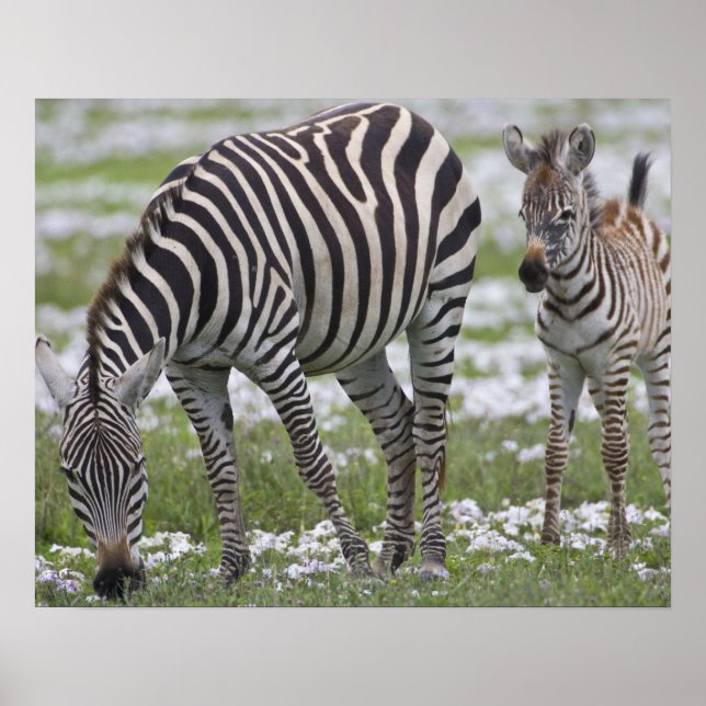 Afrika. Tansania Zebra Mutter und Colt Poster (Vorne)