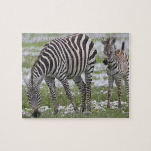 Afrika. Tansania. Zebramutter und Fohlen