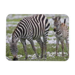 Afrika. Tansania. Zebramutter und Fohlen Magnet