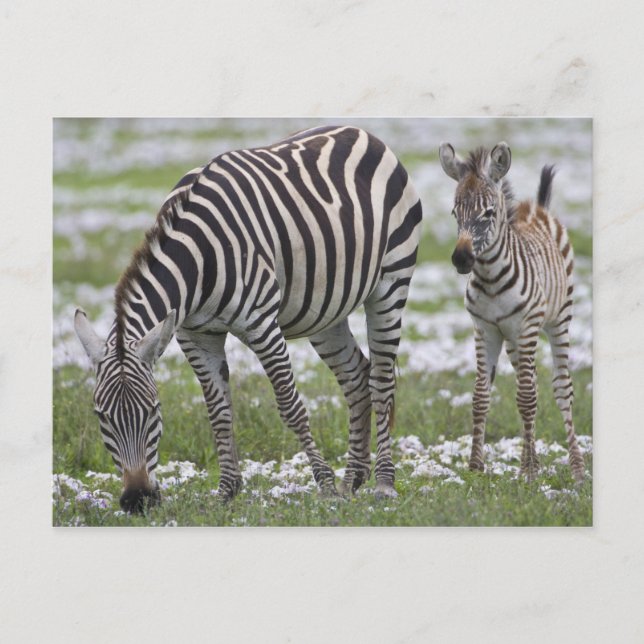 Afrika. Tansania. Zebramutter und Fohlen Postkarte (Vorderseite)