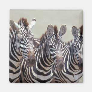 Afrika, Tansania, Zebras Magnet