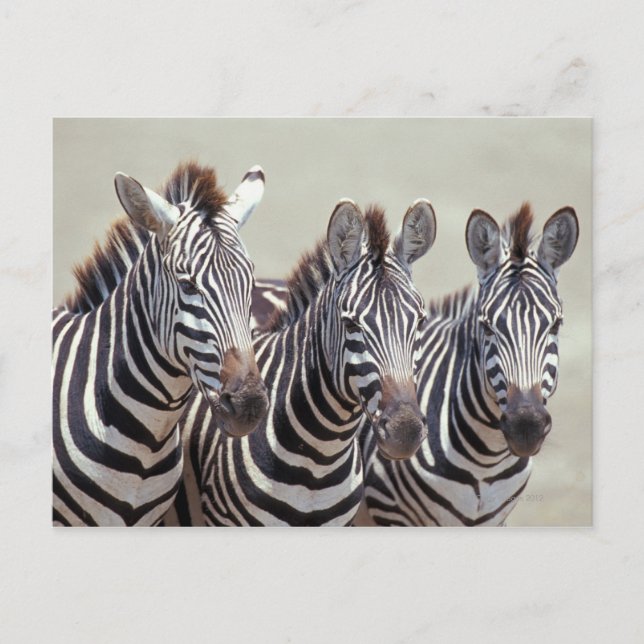 Afrika, Tansania, Zebras Postkarte (Vorderseite)