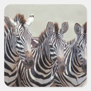 Afrika, Tansania, Zebras Quadratischer Aufkleber