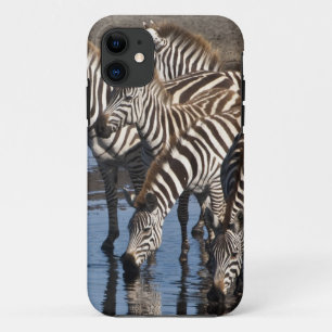 Afrika. Tansania. Zebras trinken bei Ndutu title_seo2