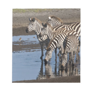 Afrika. Tansania. Zebras trinken bei Ndutu Notizblock