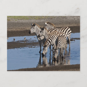 Afrika. Tansania. Zebras trinken bei Ndutu Postkarte