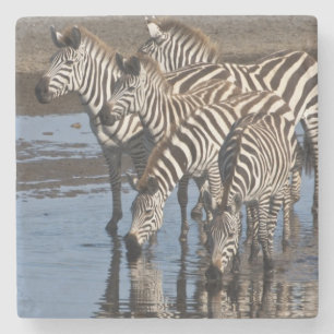 Afrika. Tansania. Zebras trinken bei Ndutu Steinuntersetzer