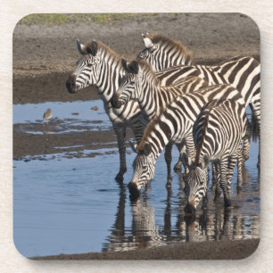 Afrika. Tansania. Zebras trinken bei Ndutu Untersetzer