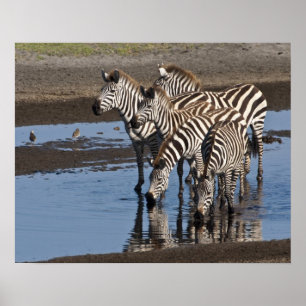 Afrika. Tansania Zebras trinken in Ndutu in Poster