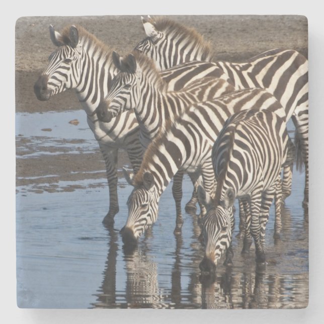 Afrika. Tansania Zebras trinken in Ndutu Steinuntersetzer (Vorderseite)