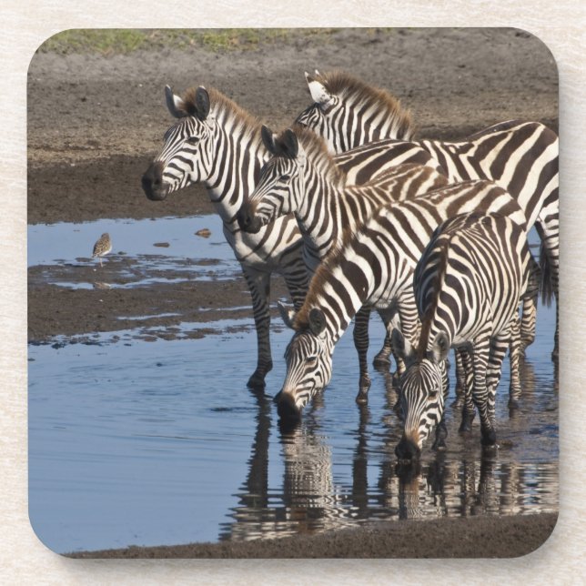 Afrika. Tansania Zebras trinken in Ndutu Untersetzer (Vorderseite)