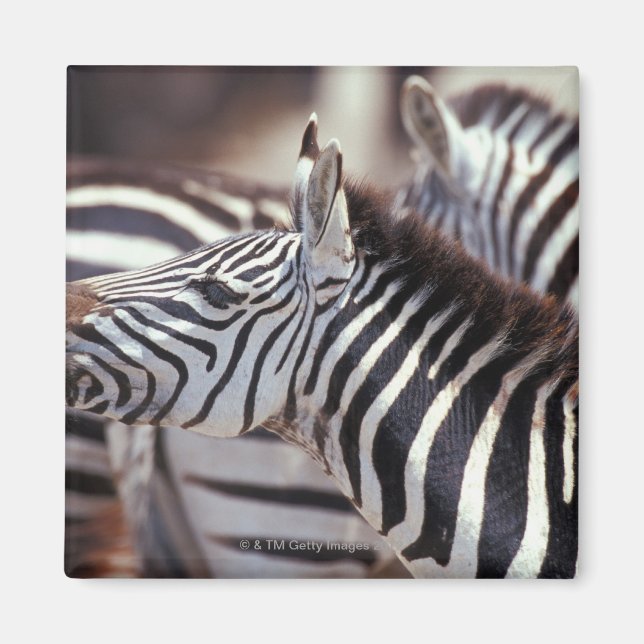 Afrika, Tansania, Zebrasherde Magnet (Vorne)